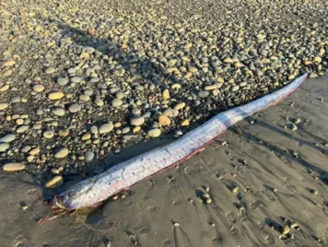 Oarfish