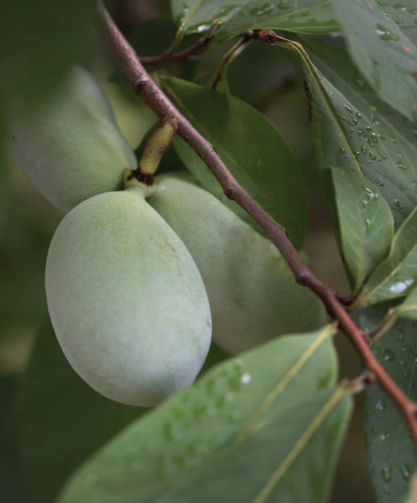 Pawpaws