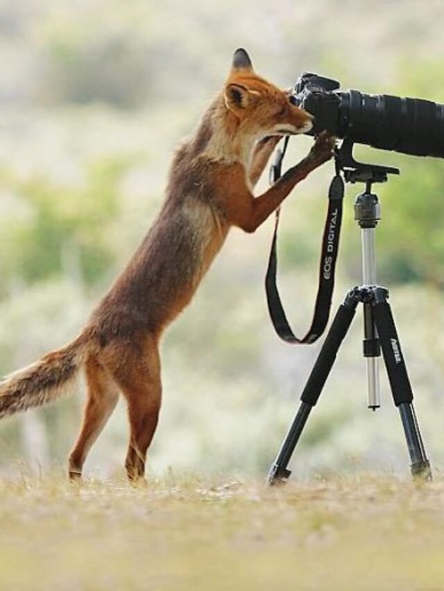 Adorable Moments When Animals Interrupt Wildlife Photographers